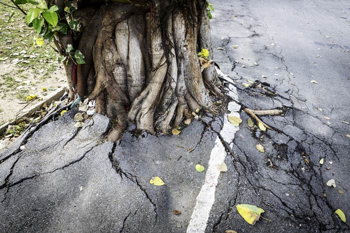 huge tree with roots breaking up concrete - root causes