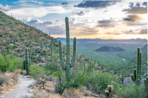 Cactus next to Hiking Trail - Mescaline