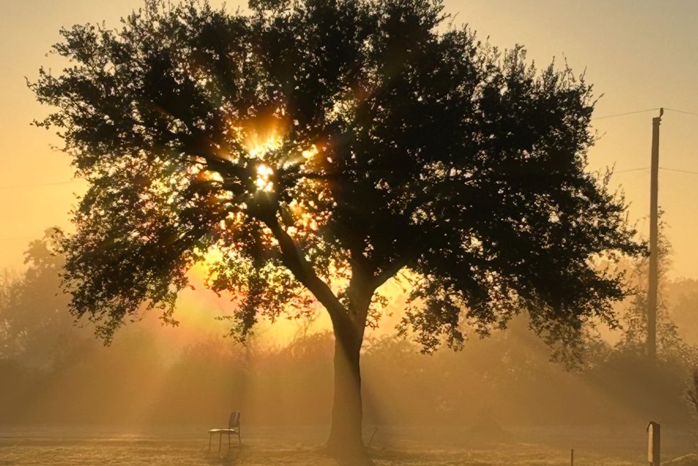 Great Oaks Recovery Center - oak tree - texas drug and alcohol treatment center