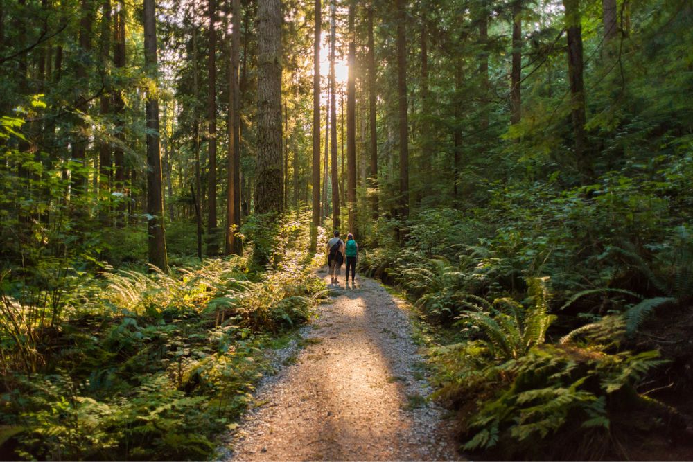 Great Oaks - Find More Peace With Forest Bathing
